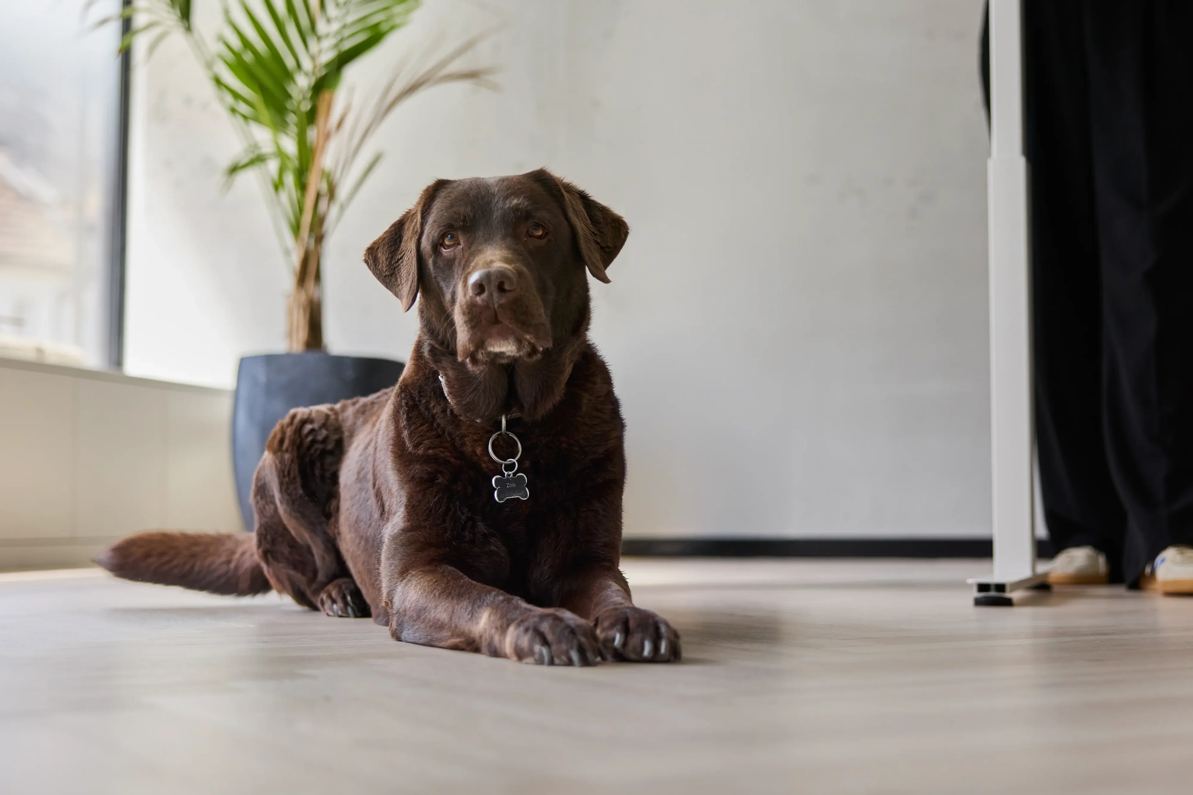 architekturbuero toebben Zola